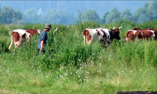 В ЛНР пастух подорвался на растяжке